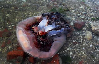 海蜇養殖技術,養殖用什么飼料