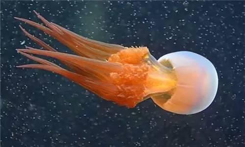 知識庫|水母就是海蜇?多少餐飲人混淆了-商用廚具行業-