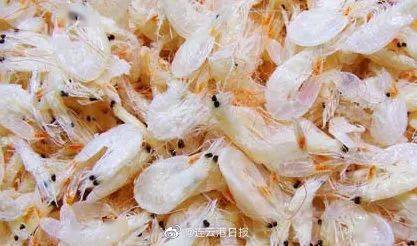 海蜇 毛蝦 丁香魚 口蝦蛄 魷魚 休漁期間,這些海鮮可以捕撈