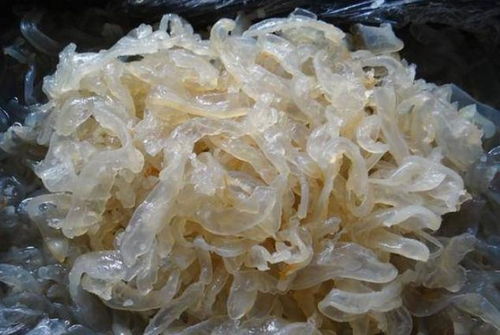 被海蜇刺痛的人生一課 一個大學生與農村大媽的深刻相遇