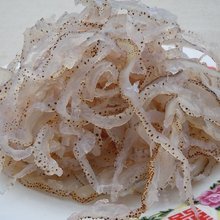 珊瑚海蜇 海洋中的璀璨精靈