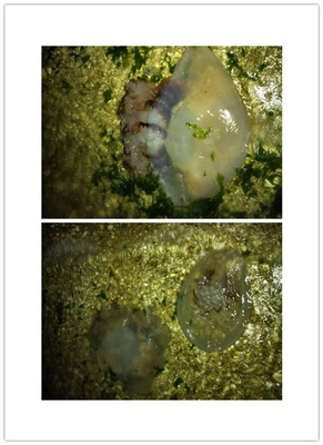 海邊游泳必備海蜇常識 要命的危險與神奇的療愈